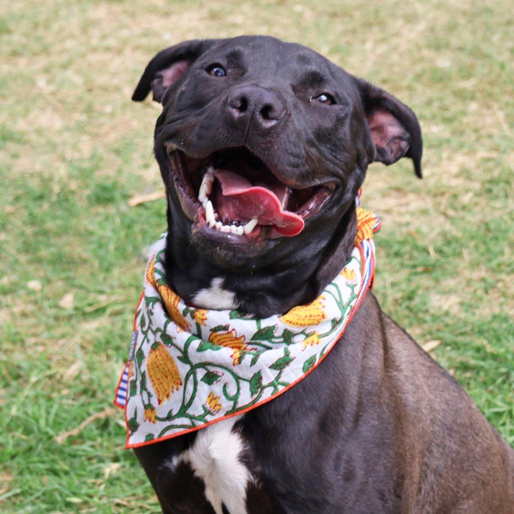 Terry's Orange — thumbnail 6