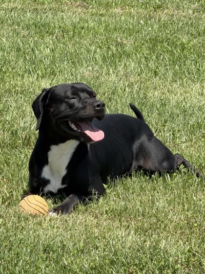 Courage, Adoptable, Adult Male Pit Bull Terrier & Mixed Breed.