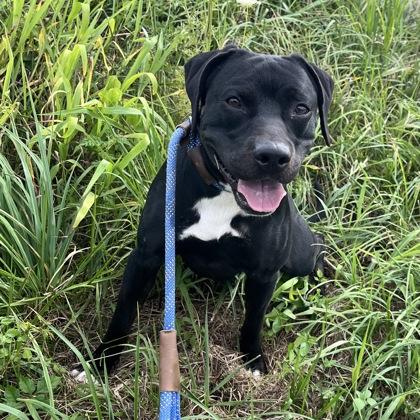 Enlarge Courage, a Adoptable mixed breed in Columbus, IN image 2/3