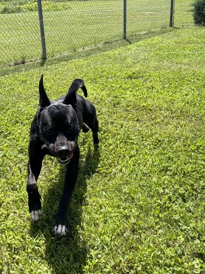 Enlarge Courage, a Adoptable mixed breed in Columbus, IN image 3/3
