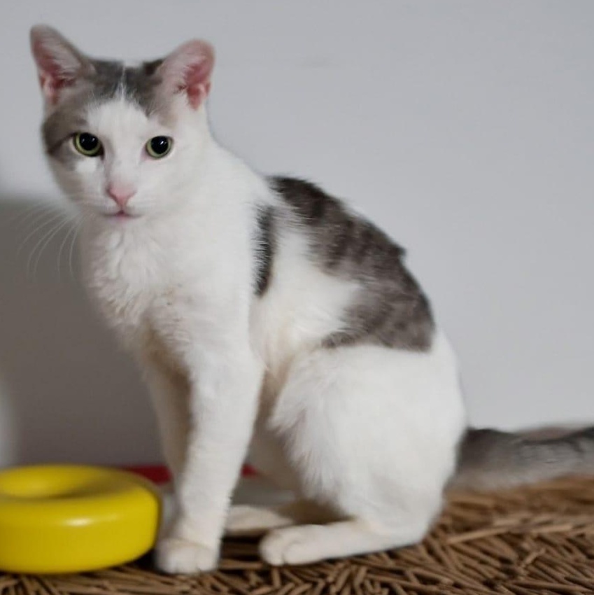 Enlarge Sky, a ADOPTABLE American Shorthair in Union City, NJ image 3/3