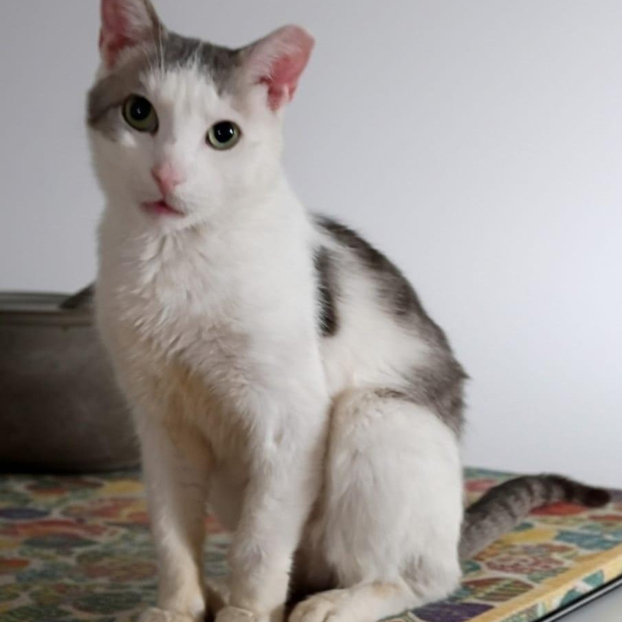 Sky, ADOPTABLE, Young Male American Shorthair.