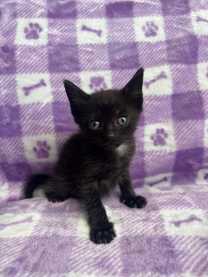 Decker, Adopted, Kitten Female Domestic Short Hair.