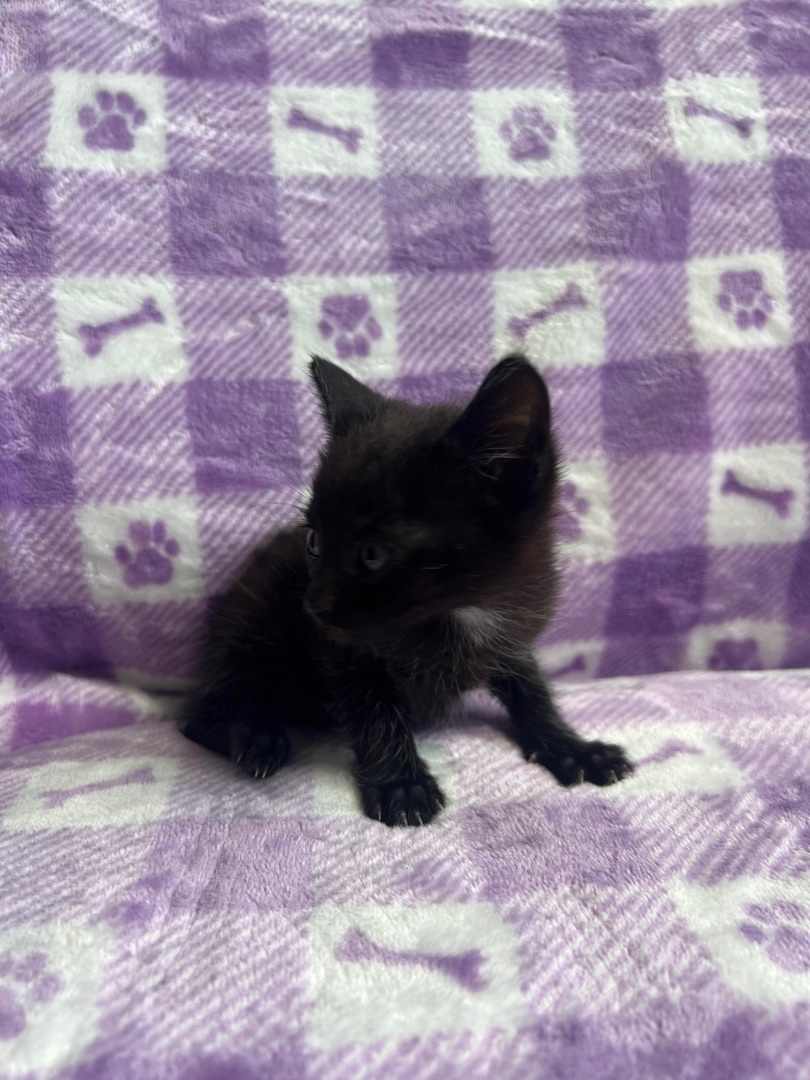 Enlarge Decker, a Adopted Domestic Short Hair in Miami, FL image 3/3