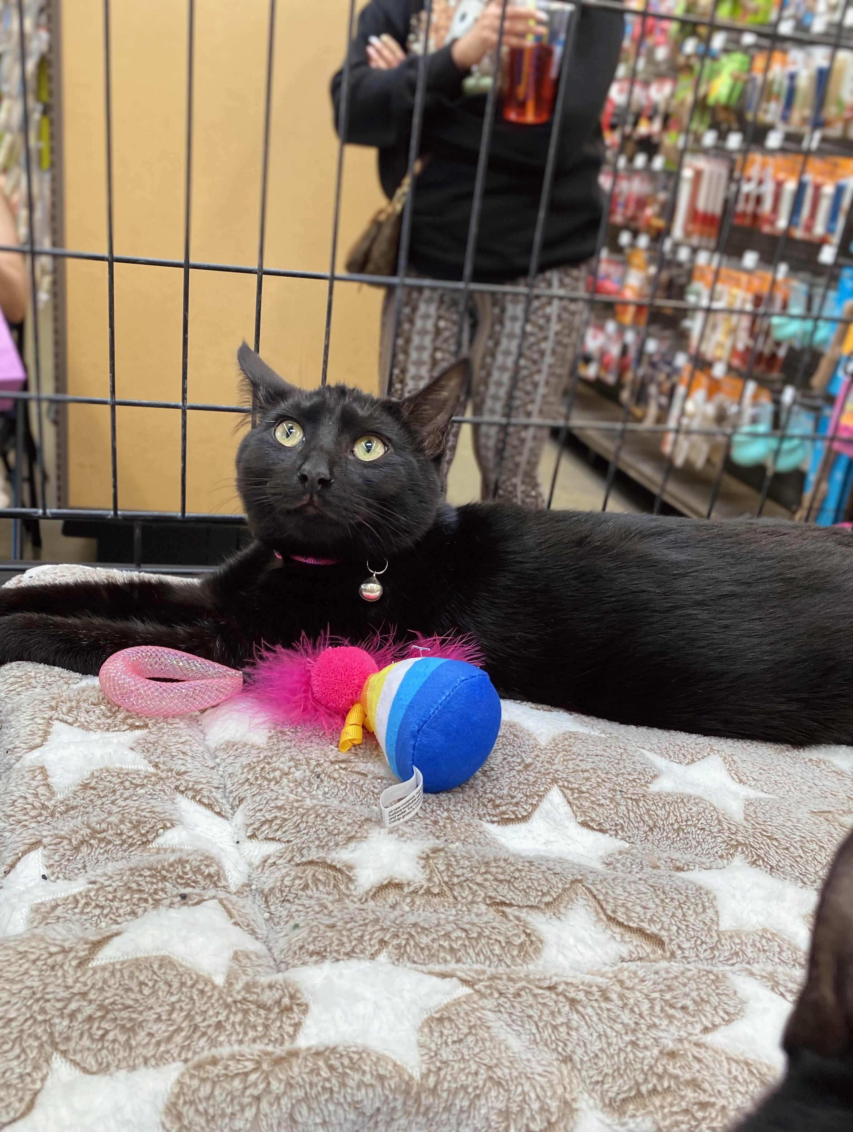 Baby Girl, Adoptable, Kitten Female Domestic Short Hair.