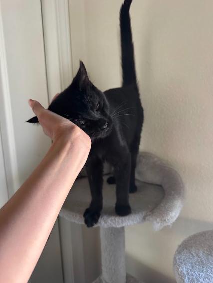 Enlarge Baby Girl, a Adoptable Domestic Short Hair in Elk Grove, CA image 2/4