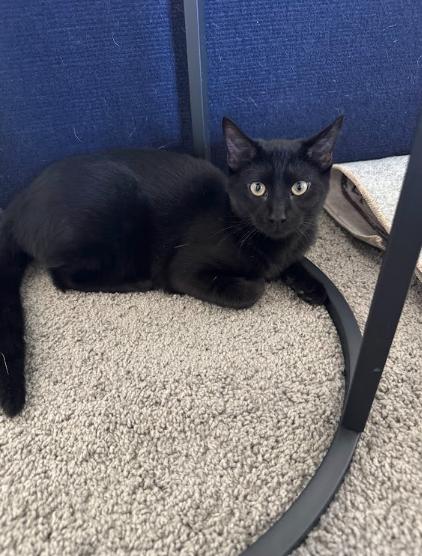 Enlarge Baby Girl, a Adoptable Domestic Short Hair in Elk Grove, CA image 3/4