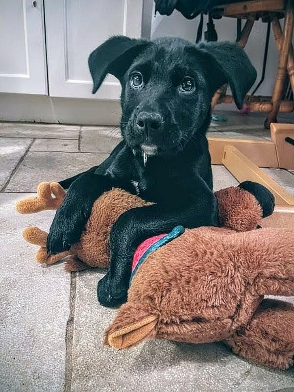 Raven (20260219-16) — thumbnail 2