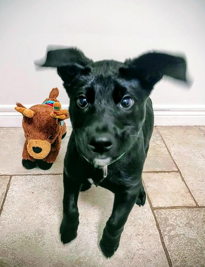 Raven (20260219-16) — thumbnail 3