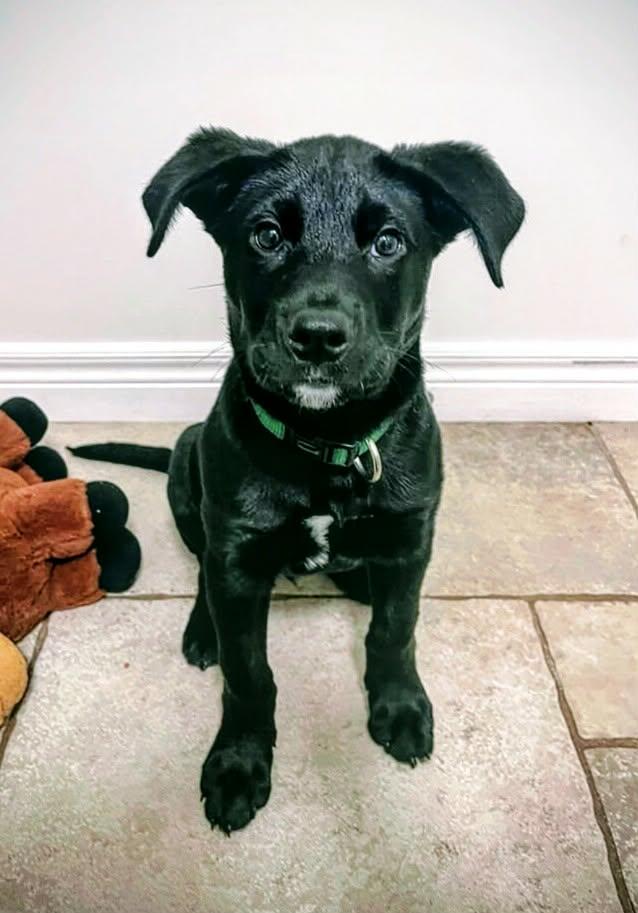 Raven (20260219-16) — thumbnail 4