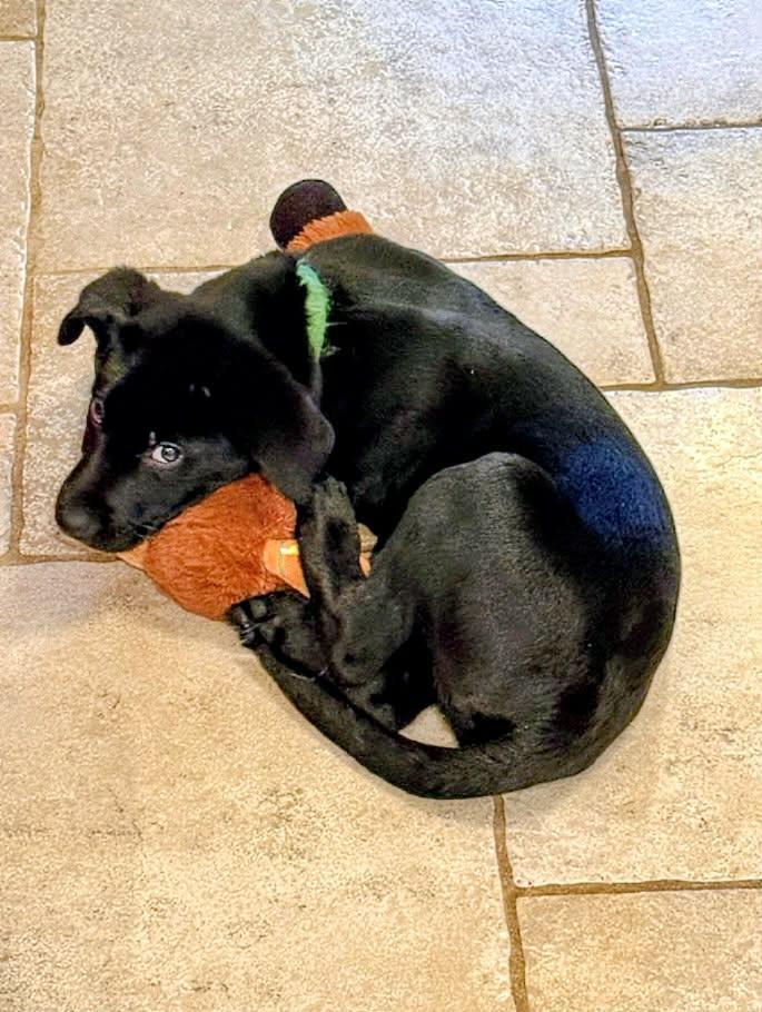 Raven (20260219-16) — thumbnail 5