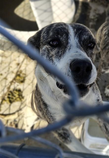SISU, Adoptable, Adult Female Australian Cattle Dog / Blue Heeler.