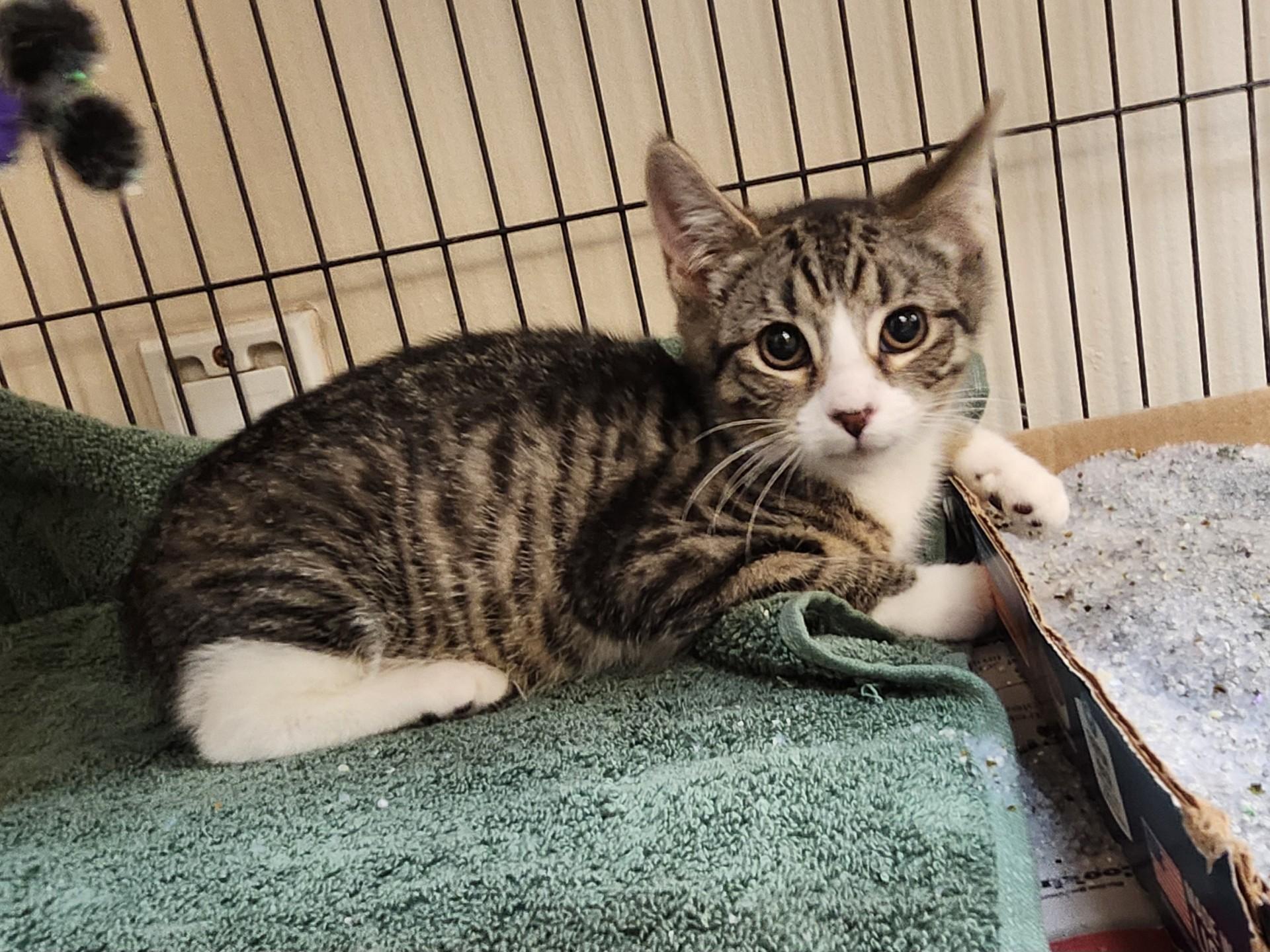 Enlarge Sierra Mist, a ADOPTABLE mixed breed in East Brunswick, NJ image 1/5