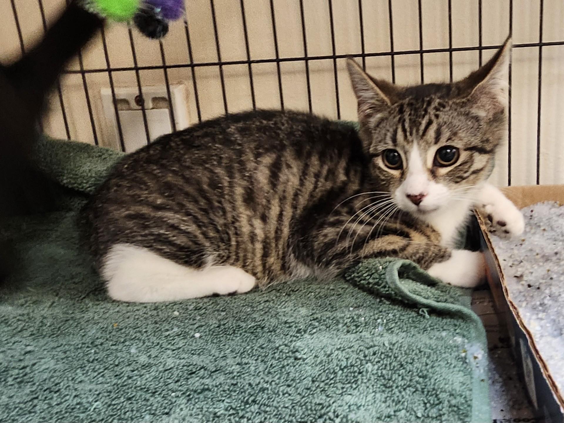 Enlarge Sierra Mist, a ADOPTABLE mixed breed in East Brunswick, NJ image 3/5