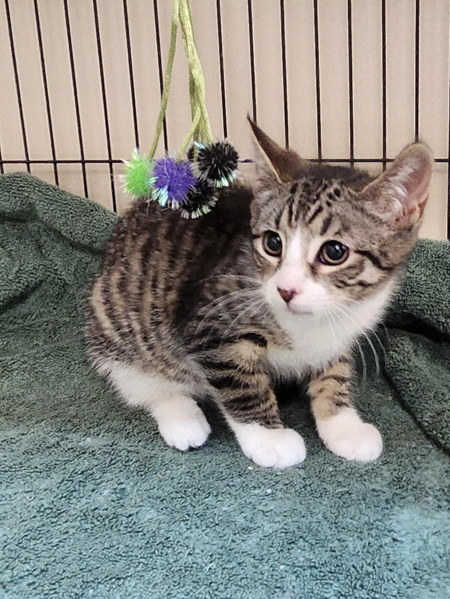 Enlarge Sierra Mist, a ADOPTABLE mixed breed in East Brunswick, NJ image 4/5