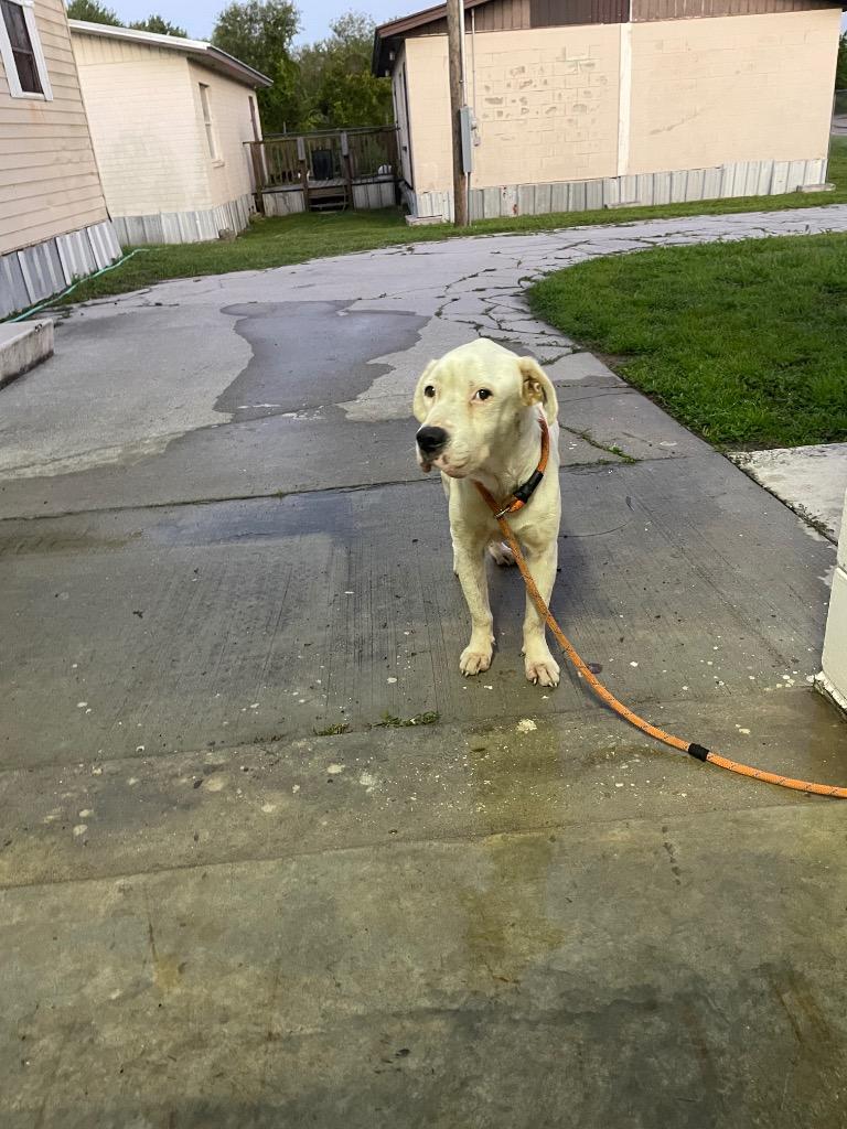 Casanova, Adopted, Adult Male Labrador Retriever.