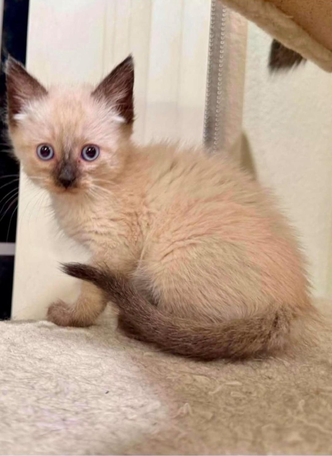 Ripley, adopted, Young Female Siamese.