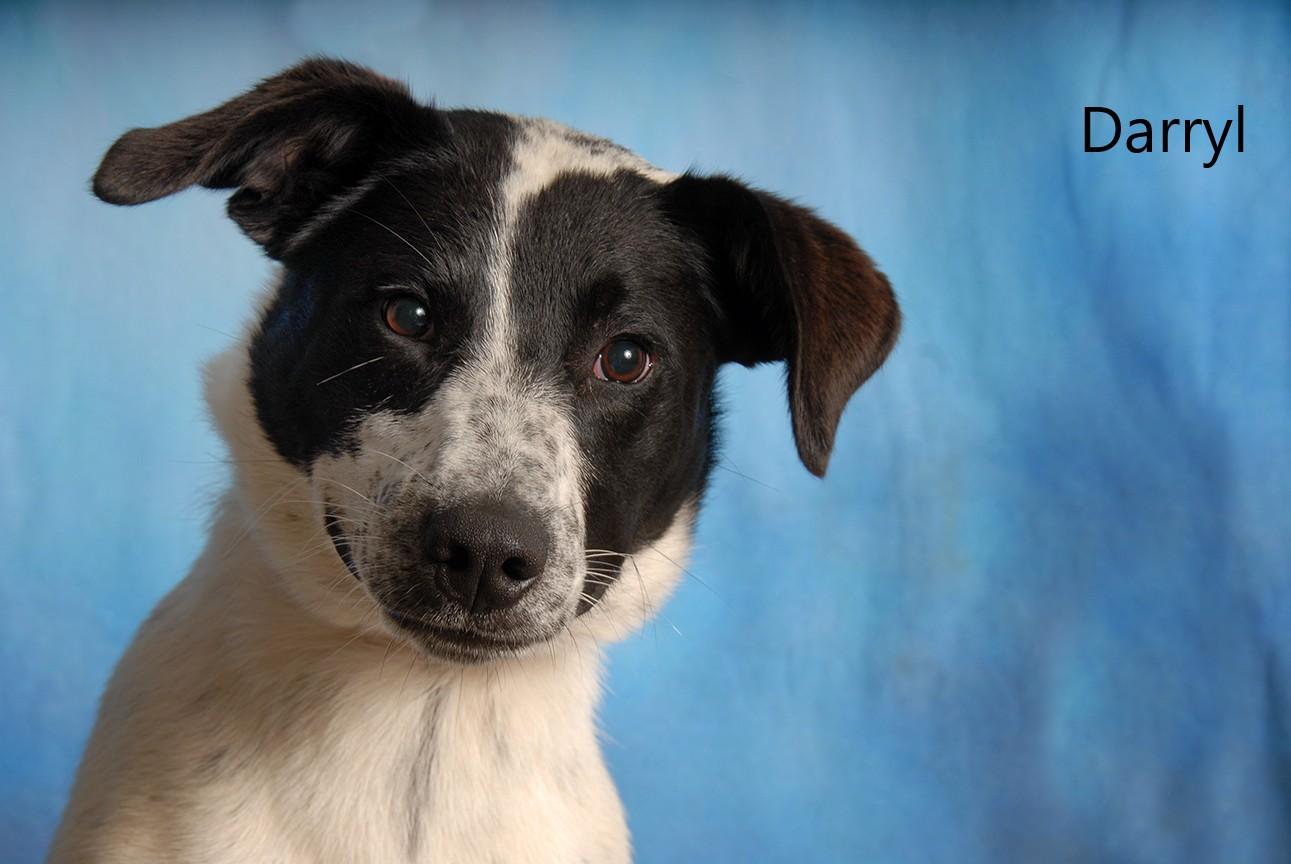 Darryl, Young Male Australian Cattle Dog / Blue Heeler