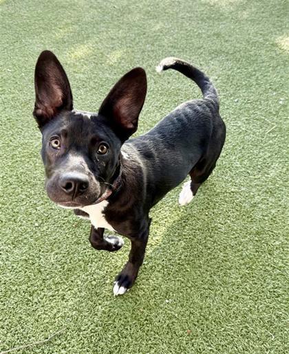 Jingle, Adoptable, Puppy Male Labrador Retriever & Pit Bull Terrier.