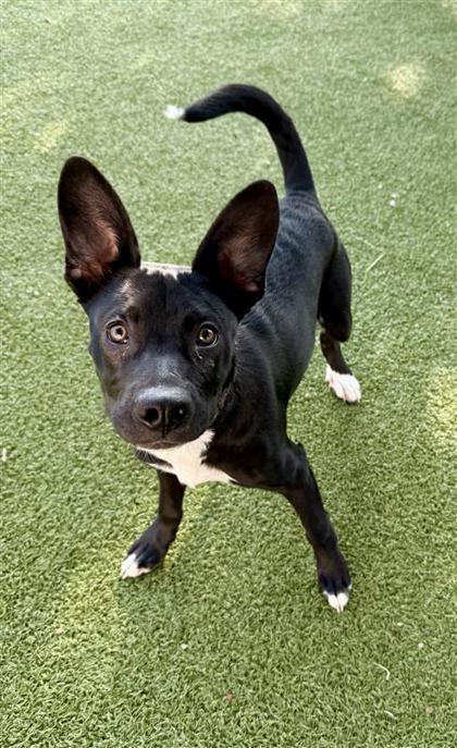 Enlarge Jingle, a Adoptable mixed breed in Hutchinson, KS image 2/3