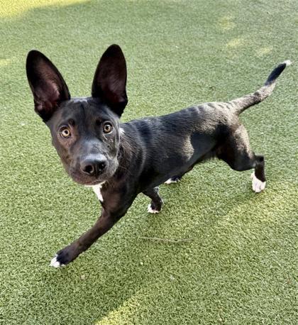 Enlarge Jingle, a Adoptable mixed breed in Hutchinson, KS image 3/3