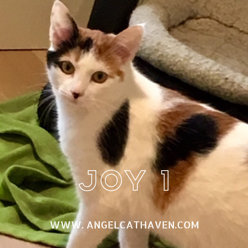 Enlarge Joy 1, a Adoptable Domestic Short Hair in Plainville, MA image 1/12