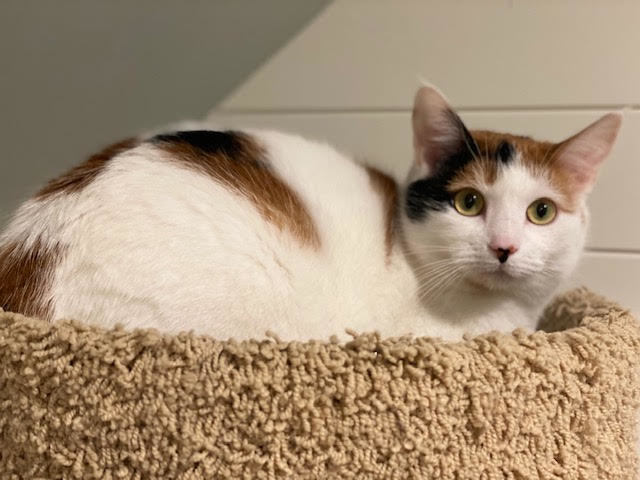 Enlarge Joy 1, a Adoptable Domestic Short Hair in Plainville, MA image 3/12