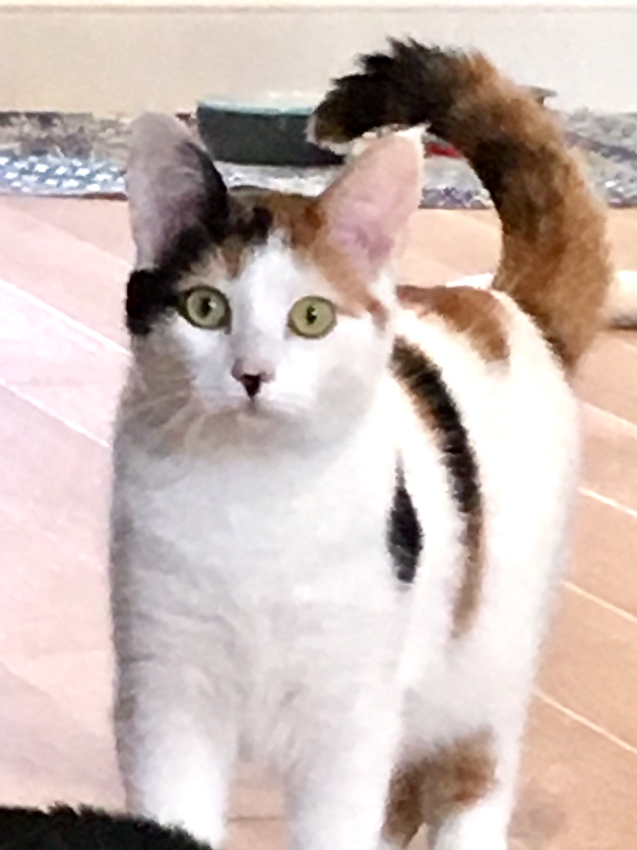 Enlarge Joy 1, a Adoptable Domestic Short Hair in Plainville, MA image 4/12