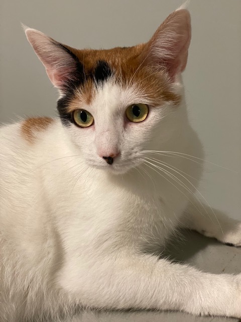 Enlarge Joy 1, a Adoptable Domestic Short Hair in Plainville, MA image 6/12