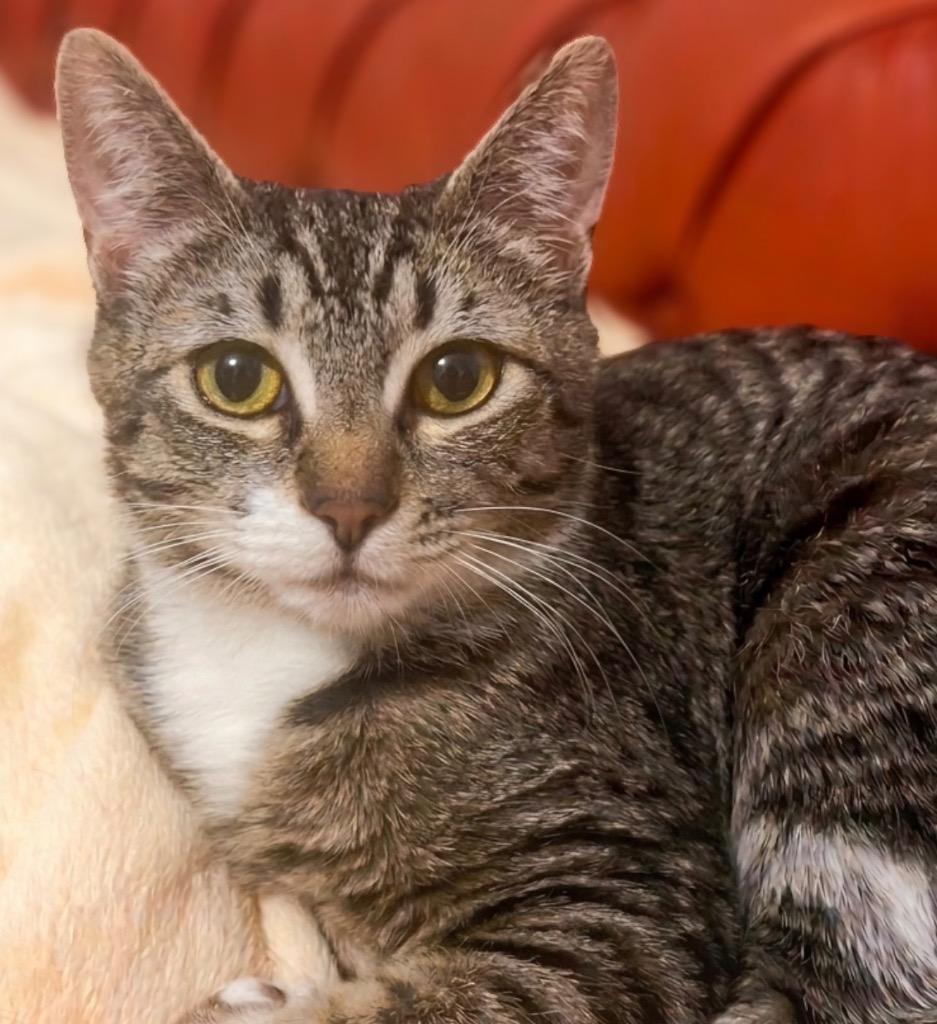 Wonder, Adoptable, Kitten Female Domestic Short Hair.