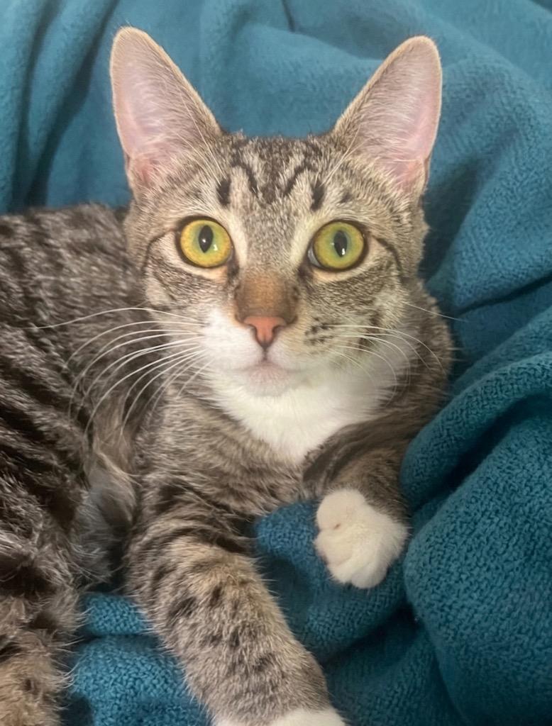 Enlarge Wonder, a Adoptable Domestic Short Hair in Vashon, WA image 2/2