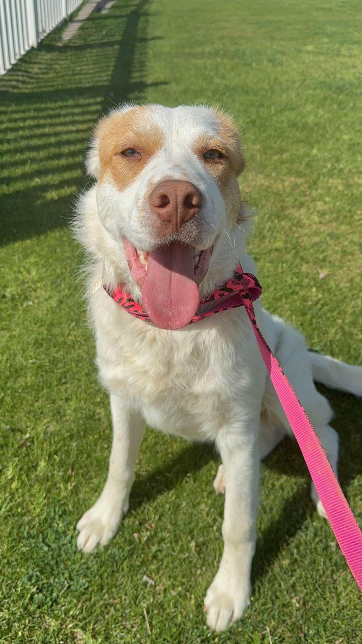 Delano, ADOPTABLE, Young Male Labrador Retriever & Anatolian Shepherd.