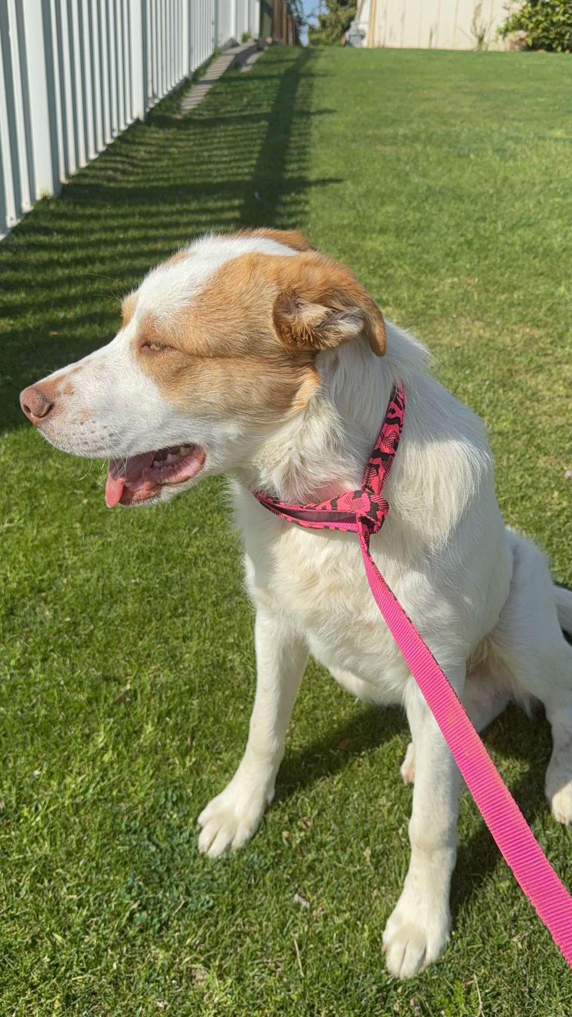 Enlarge Delano, a ADOPTABLE mixed breed in Woodland Hills, CA image 2/5