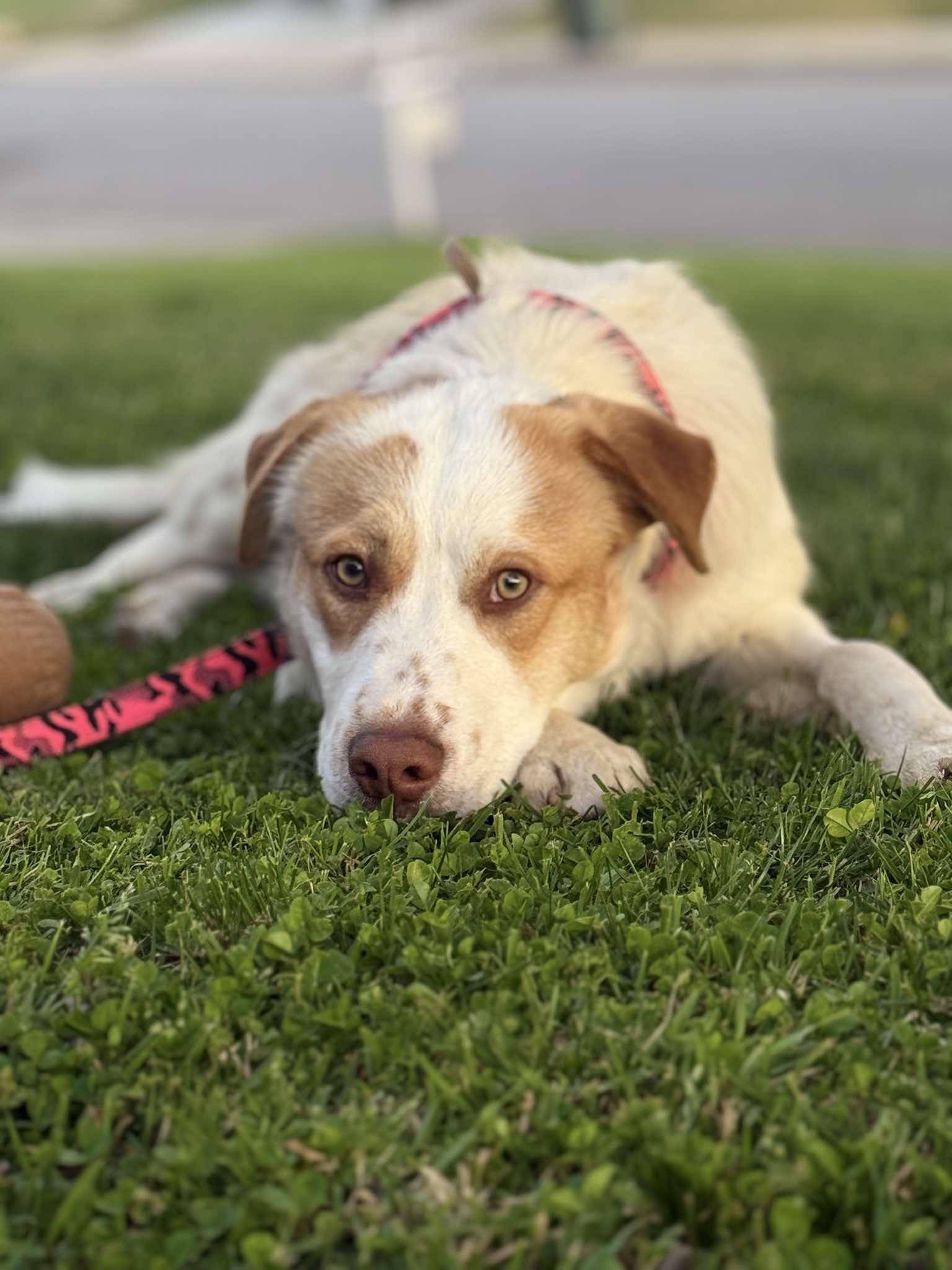 Enlarge Delano, a ADOPTABLE mixed breed in Woodland Hills, CA image 3/5