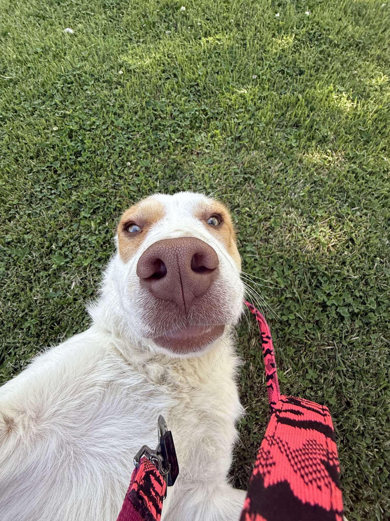 Enlarge Delano, a ADOPTABLE mixed breed in Woodland Hills, CA image 4/5