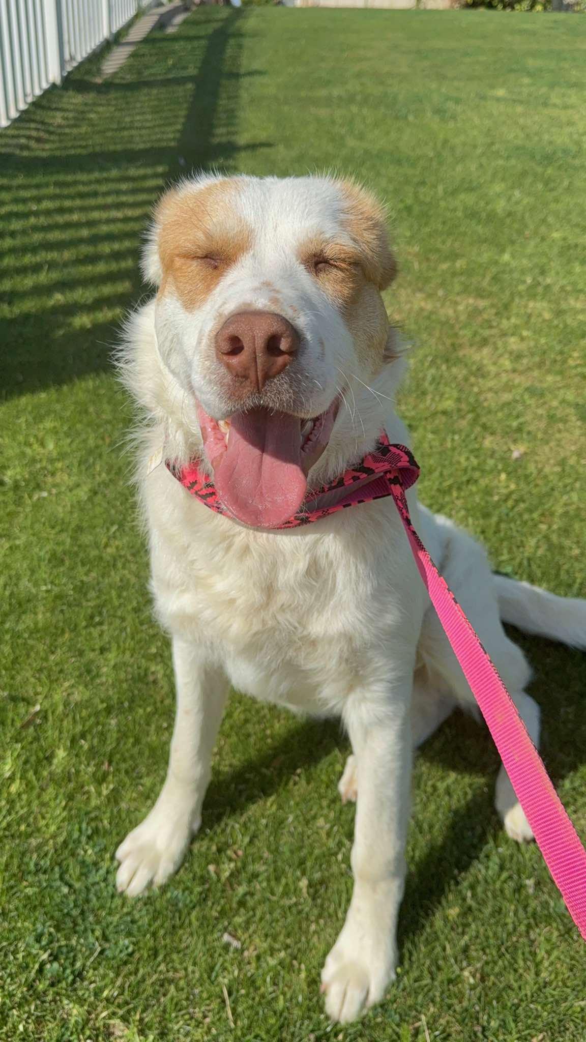 Enlarge Delano, a ADOPTABLE mixed breed in Woodland Hills, CA image 5/5