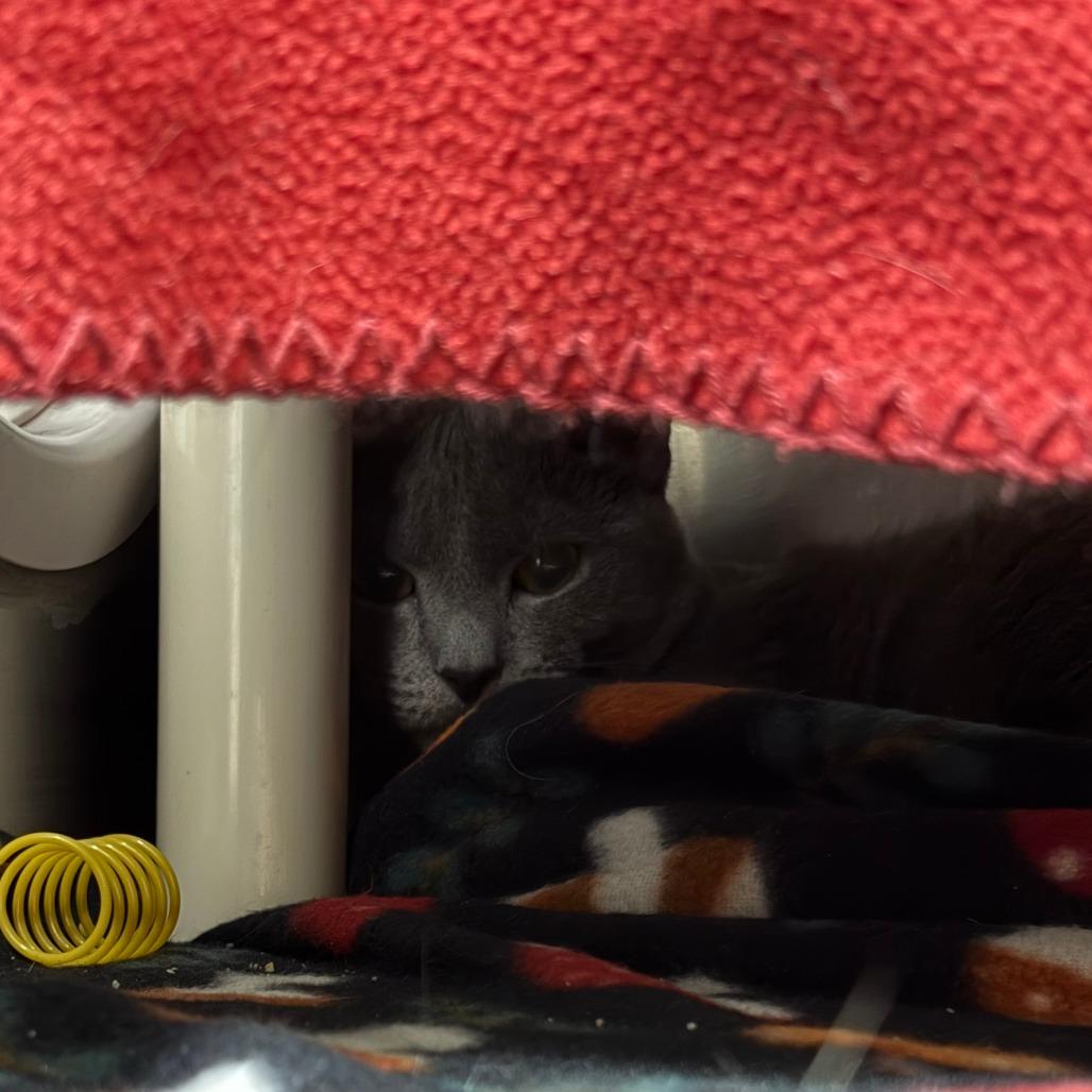 Enlarge Moonshine, a Adoptable Domestic Short Hair in Brockton, MA image 1/2
