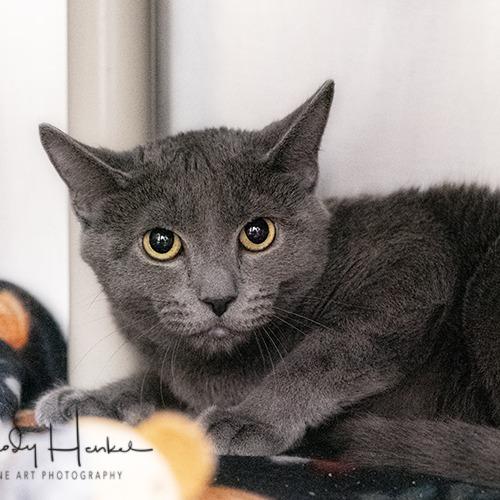 Enlarge Moonshine, a Adoptable Domestic Short Hair in Brockton, MA image 2/2