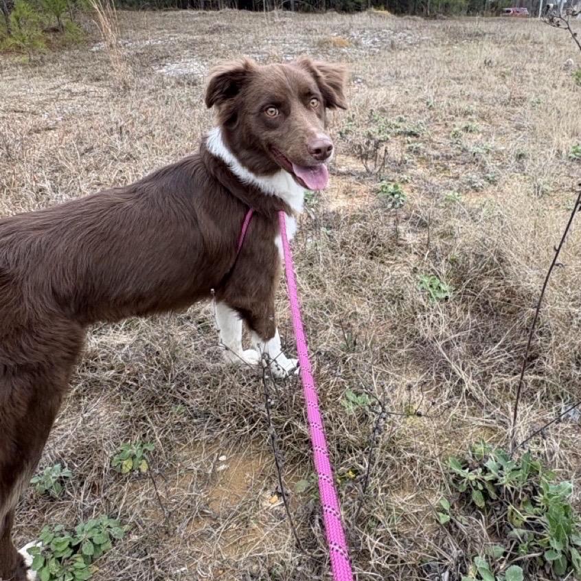 Enlarge Roux, a Adoptable Australian Shepherd in Hattiesburg, MS image 1/4