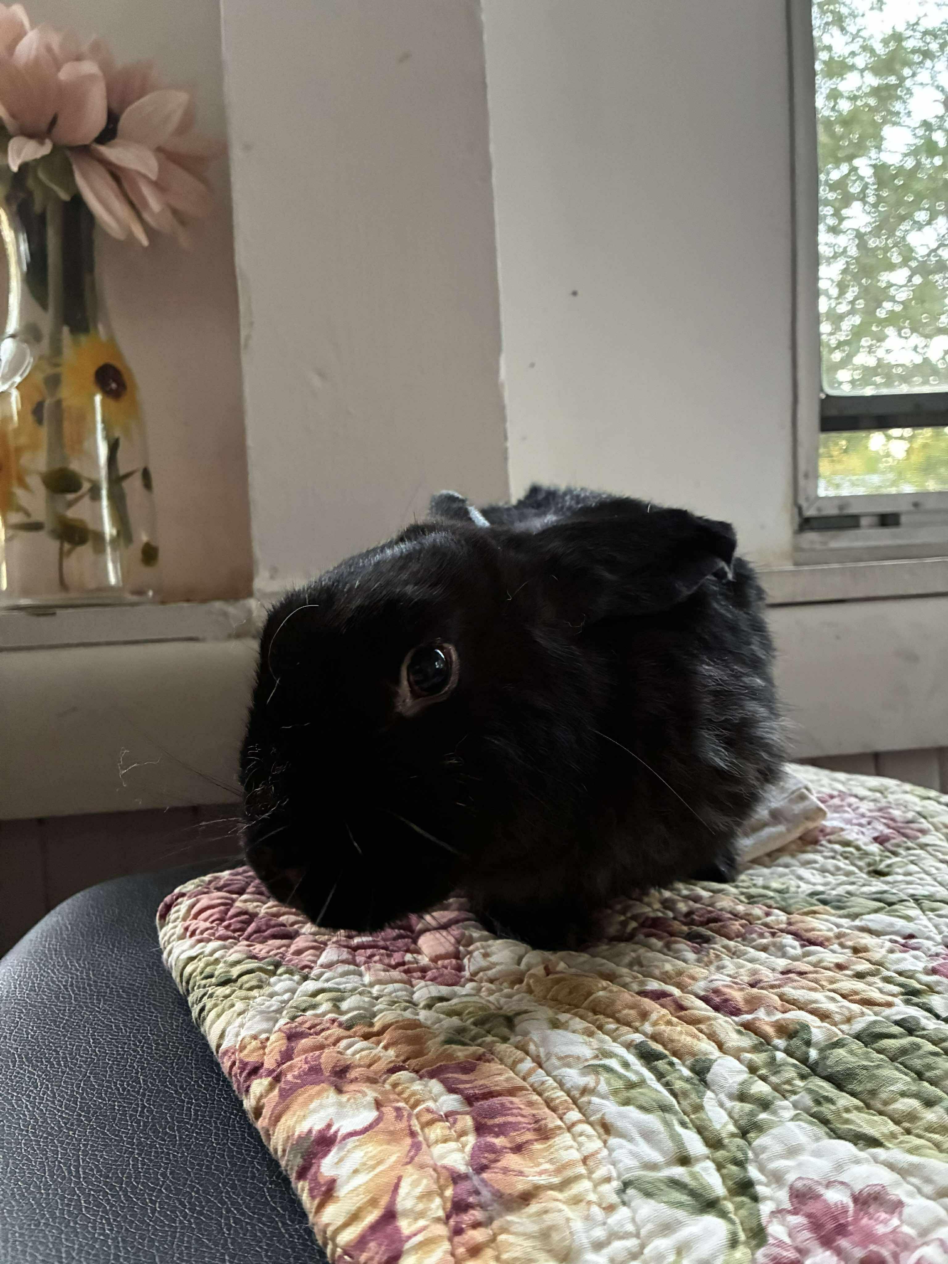 Enlarge Jif, a Adoptable mixed breed in Westbrook, ME image 3/6