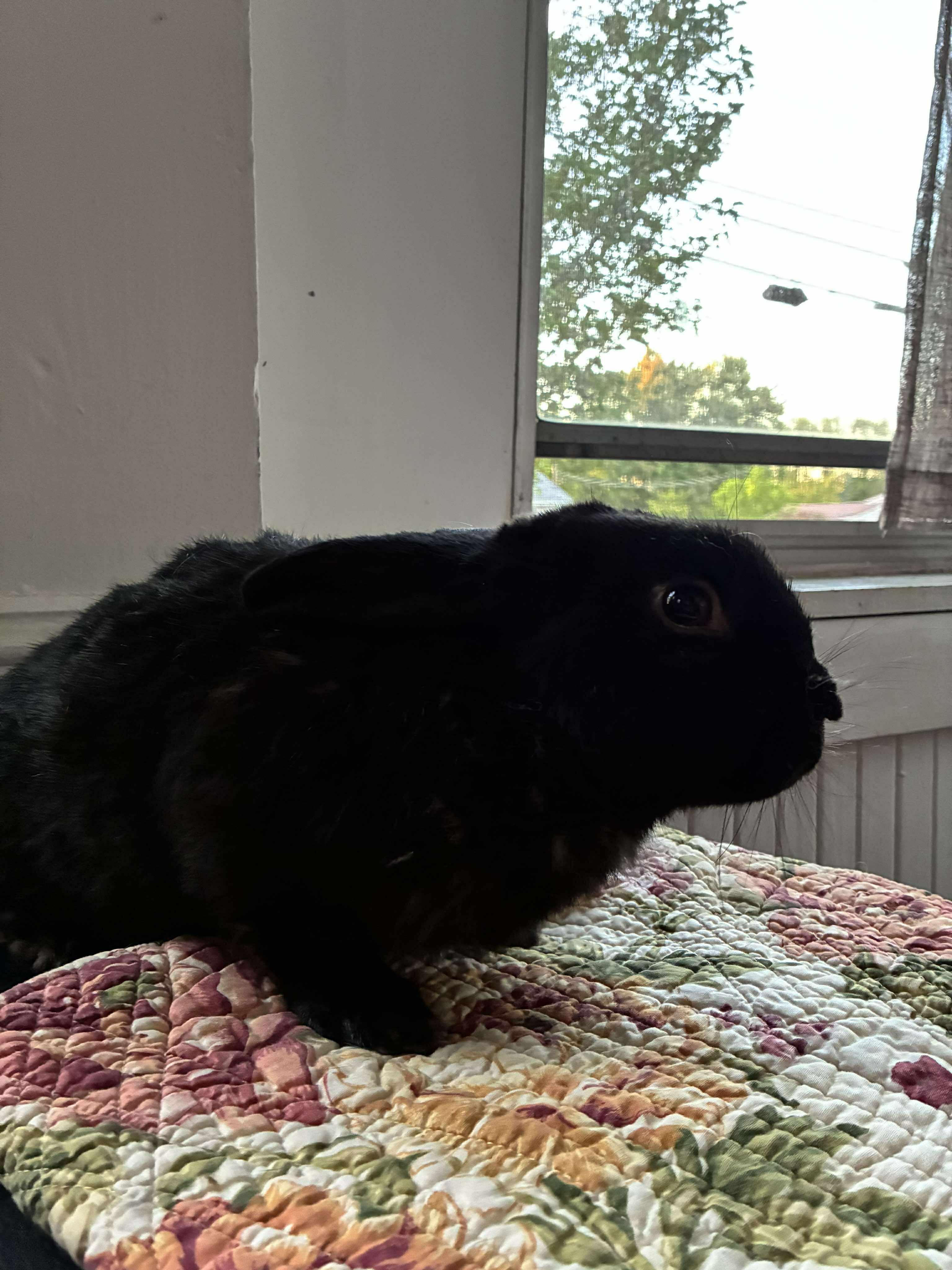 Enlarge Jif, a Adoptable mixed breed in Westbrook, ME image 4/6