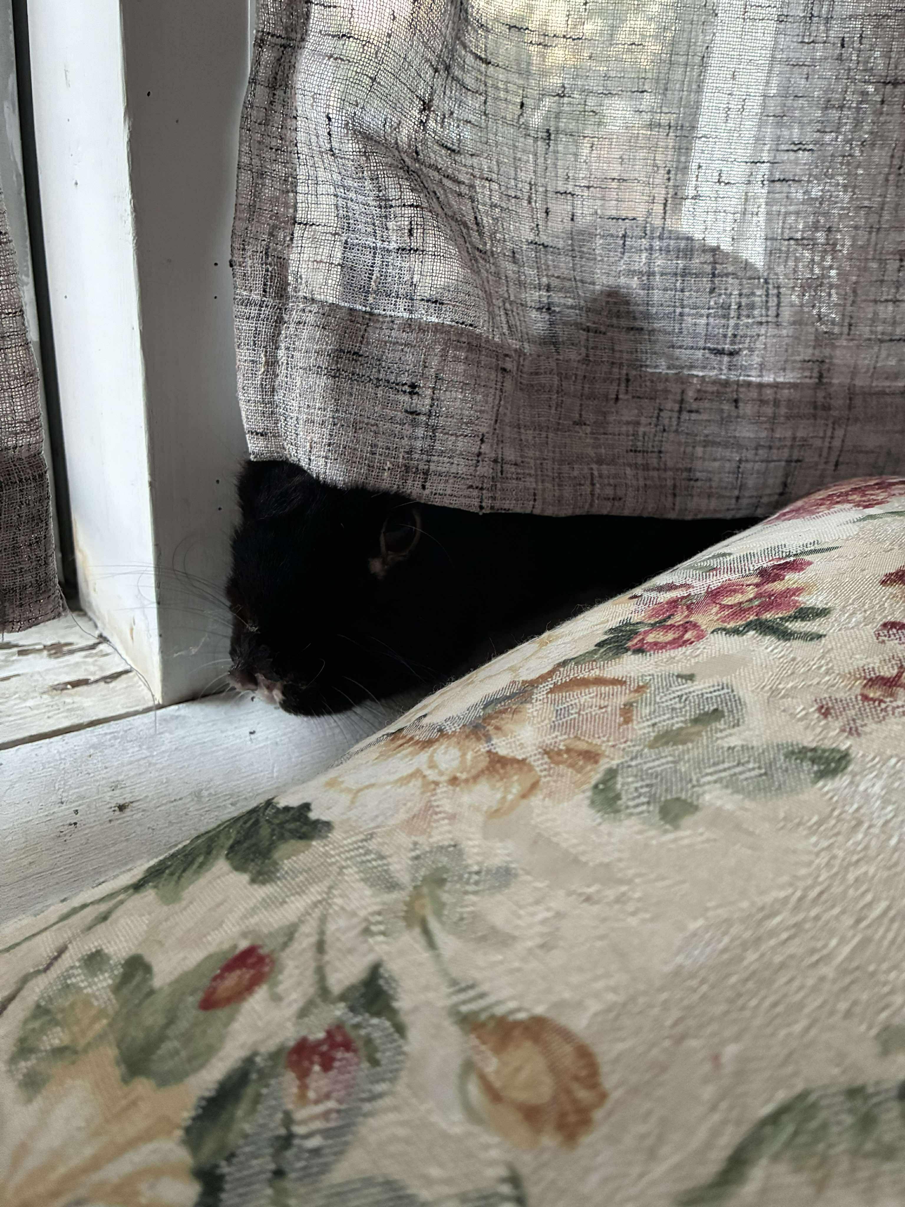 Enlarge Jif, a Adoptable mixed breed in Westbrook, ME image 5/6