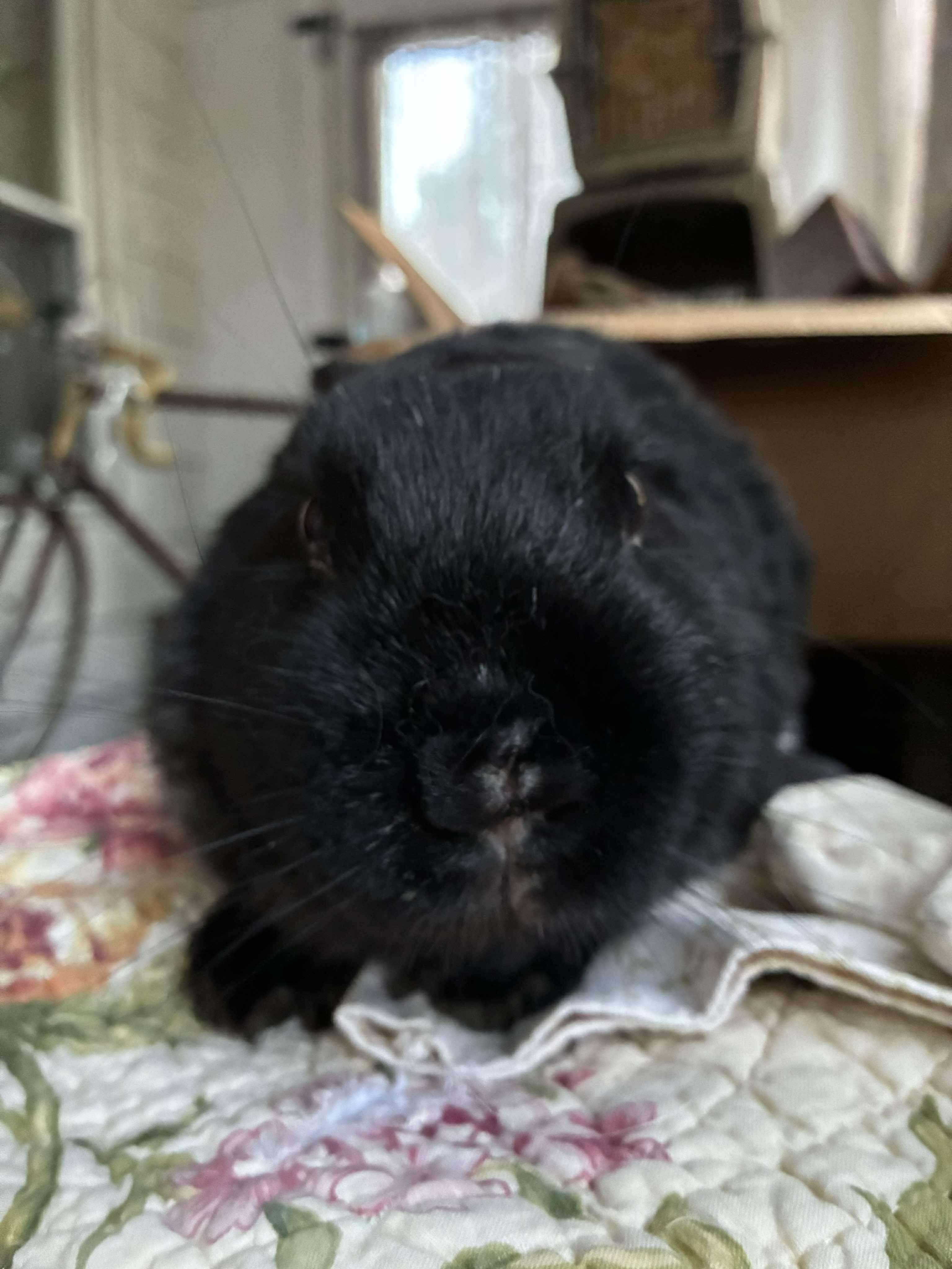 Enlarge Jif, a Adoptable mixed breed in Westbrook, ME image 6/6