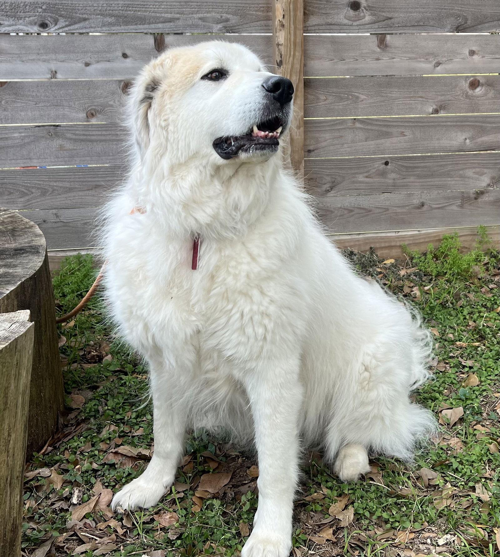 Garvey — thumbnail 6