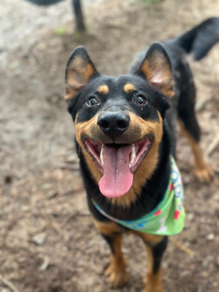 Enlarge Ricky, a Adoptable mixed breed in Little Rock, AR image 1/5