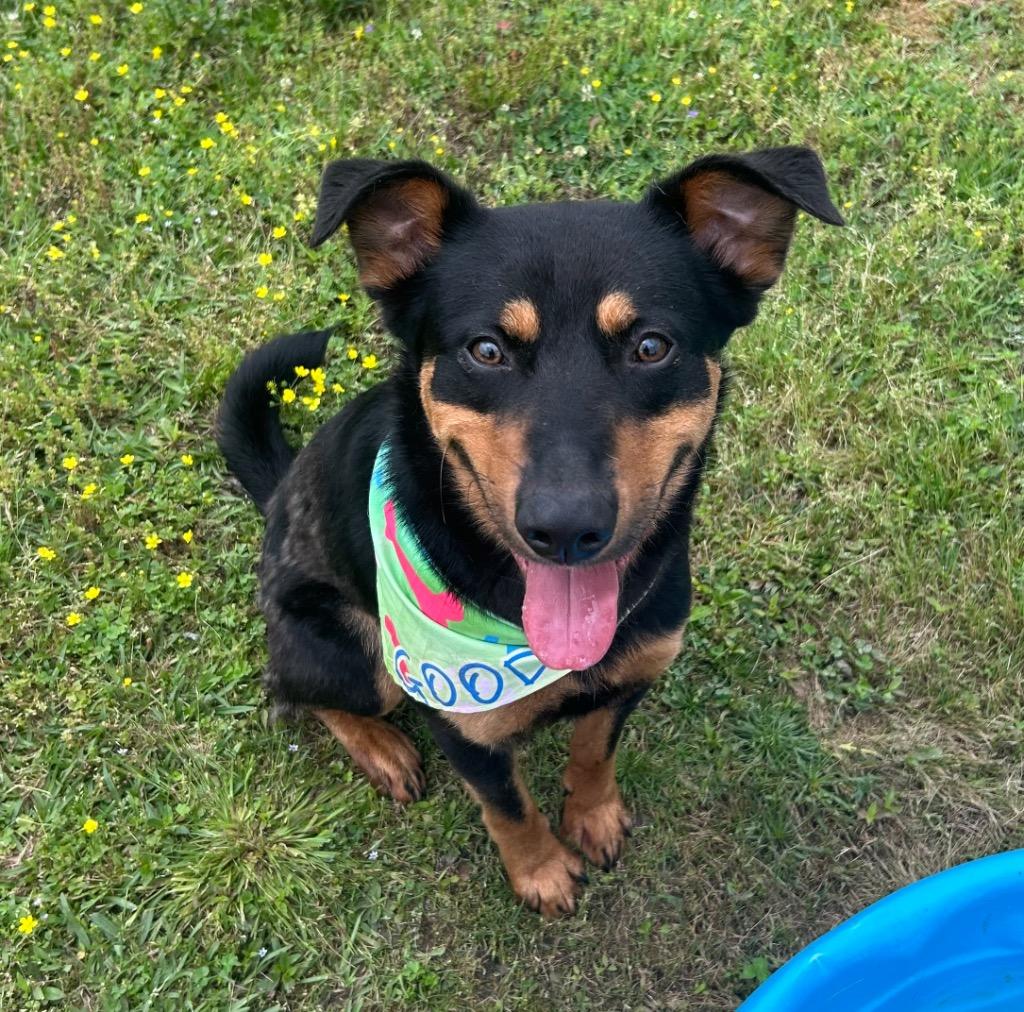 Enlarge Ricky, a Adoptable mixed breed in Little Rock, AR image 2/5