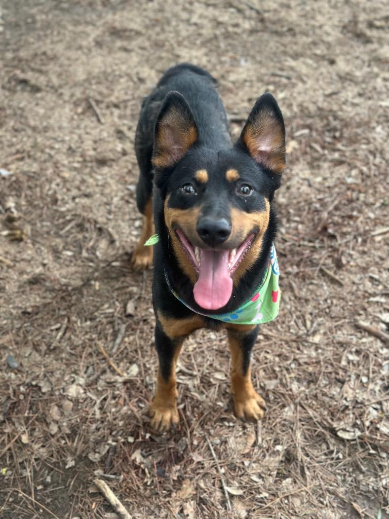 Enlarge Ricky, a Adoptable mixed breed in Little Rock, AR image 3/5