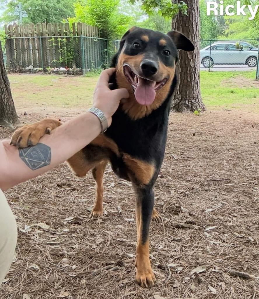 Enlarge Ricky, a Adoptable mixed breed in Little Rock, AR image 4/5