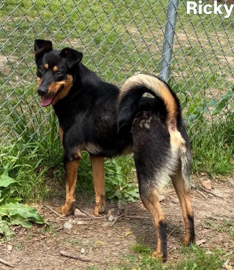 Enlarge Ricky, a Adoptable mixed breed in Little Rock, AR image 5/5