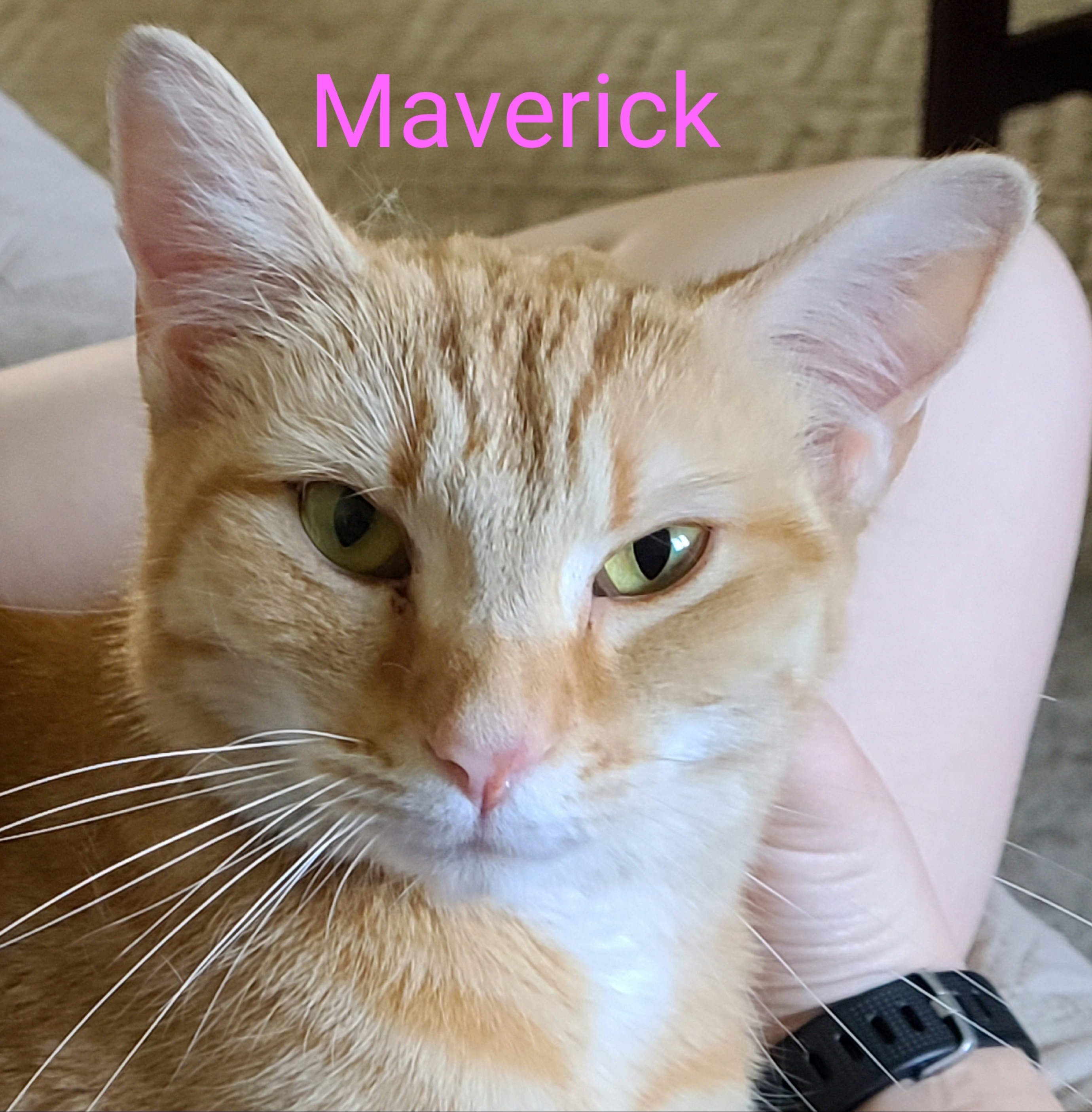 Maverick, a Adoptable Domestic Short Hair in Fairborn, OH image 1/8